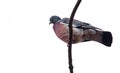 A single pigeon on a twig Royalty Free Stock Photo