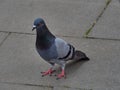 Happy Single Pigeon walking on asphalt road