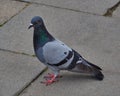 Happy Single Pigeon walking on asphalt road