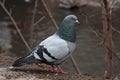 Single pigeon walking. Portrait of Rock Dove