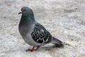 Single pigeon walking. Portrait of Rock Dove