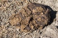 Single pile of bison scat Royalty Free Stock Photo