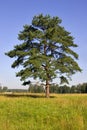 Single pine