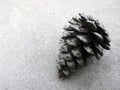 Single Pine Cone against Textured Background Royalty Free Stock Photo