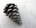 Single Pine Cone against Textured Background Royalty Free Stock Photo