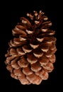 Single pine cone Royalty Free Stock Photo