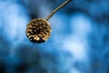 Single pine cone bright blue sky Royalty Free Stock Photo