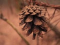 Single pine cone Royalty Free Stock Photo