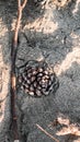 Single Pine cone drop on the Sand copy space. brown nature concept Royalty Free Stock Photo