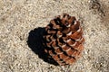 Single Pine cone drop on the Sand stone ground in yosemite national park - united states of america - with copy space - brown natu Royalty Free Stock Photo