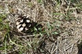 Single pine cone in a dry grass Royalty Free Stock Photo