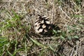 Single pine cone in a dry grass Royalty Free Stock Photo