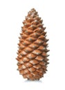 Single pine cone Royalty Free Stock Photo