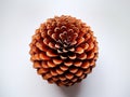 Single pine cone isolated in white background. Royalty Free Stock Photo