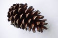 Single pine cone isolated on a white background Royalty Free Stock Photo