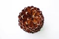 Single pine cone isolated on a white background Royalty Free Stock Photo