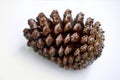 Single pine cone isolated on a white background Royalty Free Stock Photo