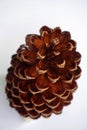 Single pine cone isolated on a white background Royalty Free Stock Photo