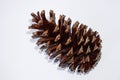 Single pine cone isolated on a white background Royalty Free Stock Photo