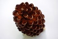 Single pine cone isolated on a white background Royalty Free Stock Photo