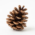 A single pine cone, possibly from Royalty Free Stock Photo