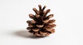 A single pine cone rests on a white background. Its scales are open and range in color from dark Royalty Free Stock Photo