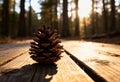 Single Pine Cone on Wooden Forest Floor in Soft Morning Light Royalty Free Stock Photo