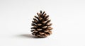 A single pine cone, scientifically known as the seed-producing structure of Pinus, is placed Royalty Free Stock Photo