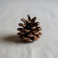 A single pine cone sits on Royalty Free Stock Photo
