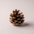 A single pine cone sits on Royalty Free Stock Photo