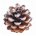 Single Pine Cone Sprinkled with Powdered Snow on a White Background Shot in Studio Royalty Free Stock Photo