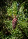 Single pine cone on a tree