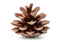 Single pine cone on white background Royalty Free Stock Photo