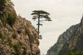 A single pine, growing highly on a rocky mountain.