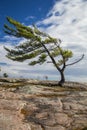 Single Pine On the Rocks Royalty Free Stock Photo