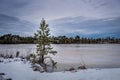 Single pine on the shore of frozen swamp. Royalty Free Stock Photo