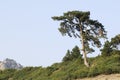 Single pine tree