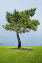 Single Pine Tree