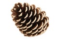 Single pine tree cone