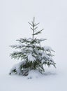 Single pine tree covered with snow