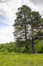 Single pine tree on the green meadow Royalty Free Stock Photo