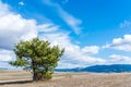 Single pine tree at lifeless meadow at springtime