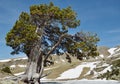 The single pine tree in the mountain cirque