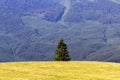 Single pine tree in mountains on horizon, alpine landscape. Royalty Free Stock Photo