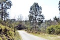 Single Pine Tree Road Side Amb India Royalty Free Stock Photo