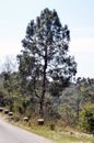 Single Pine Tree Road Side Amb India Royalty Free Stock Photo