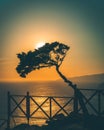 a lone pine tree is bent over in silhouette in the setting sun over the water Royalty Free Stock Photo