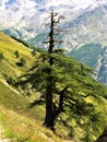 Single pine tree on a steep hillside in Switzerland Royalty Free Stock Photo