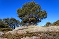 Single pine tree sticking out between the rocks in the Navacerrada mountain in Madrid Royalty Free Stock Photo