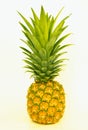 Single pineapple Royalty Free Stock Photo